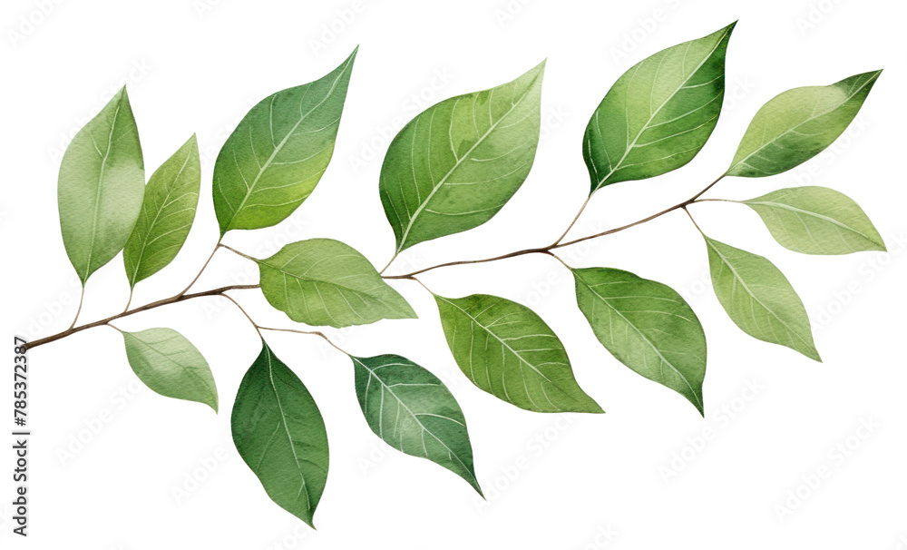 PNG Leaf plant tree annonaceae