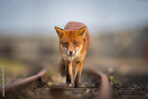 red fox vulpes head on front view on train tracks at sunset golden hour lighting urban enviroments golden lighting winter coating  photo