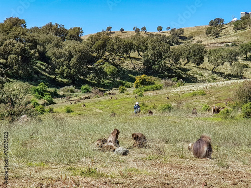 The Simien Mountains in Ethiopia with the largest population of gelada baboon