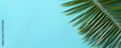 Palm leaf on a turquoise background with copy space for text or design. A flat lay  top view. A summer vacation concept