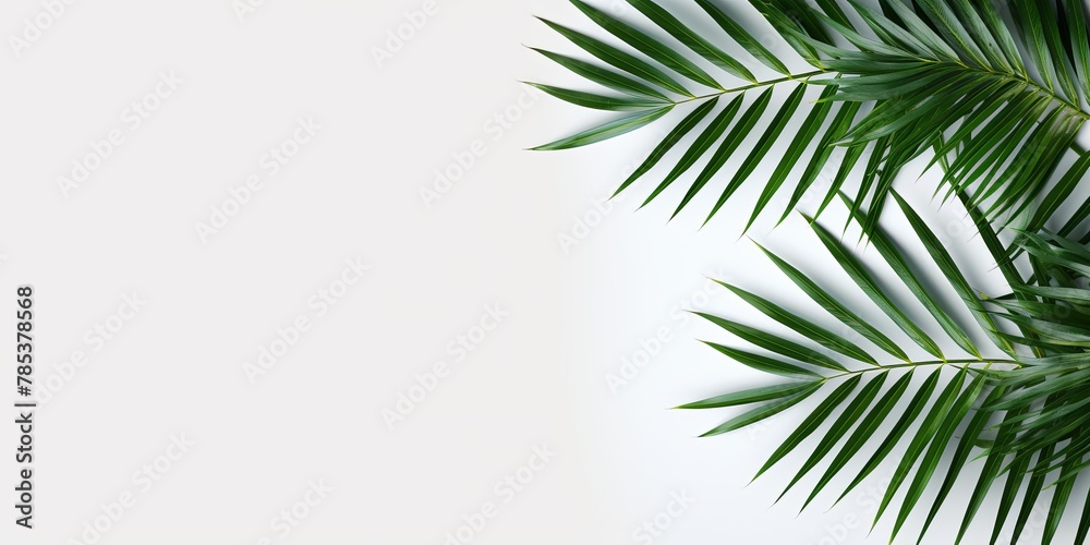 Palm leaf on a white background with copy space for text or design. A flat lay, top view. A summer vacation