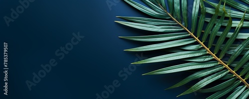 Palm leaf on an indigo background with copy space for text or design. A flat lay  top view. A summer vacation concept 