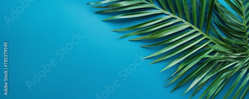 Palm leaf on an indigo background with copy space for text or design. A flat lay, top view. A summer vacation concept 