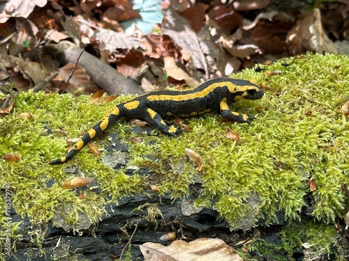 Salamander auf Moos photo