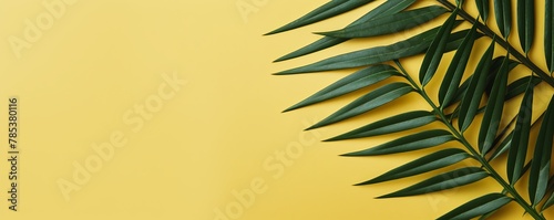 Palm leaf on an orange background with copy space for text or design. A flat lay, top view. A summer vacation concept