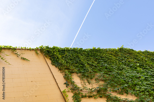 Block wall painted yellow with vines coming over the top and trailing down, blue sky above, creative copy space, horizontal aspect