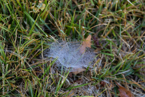 Late season green grass with delicate spider web covered in tiny dewdrops, selective focus, horizontal aspect