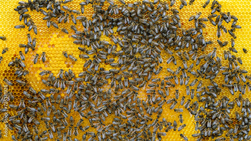 Bees on a wax comb
