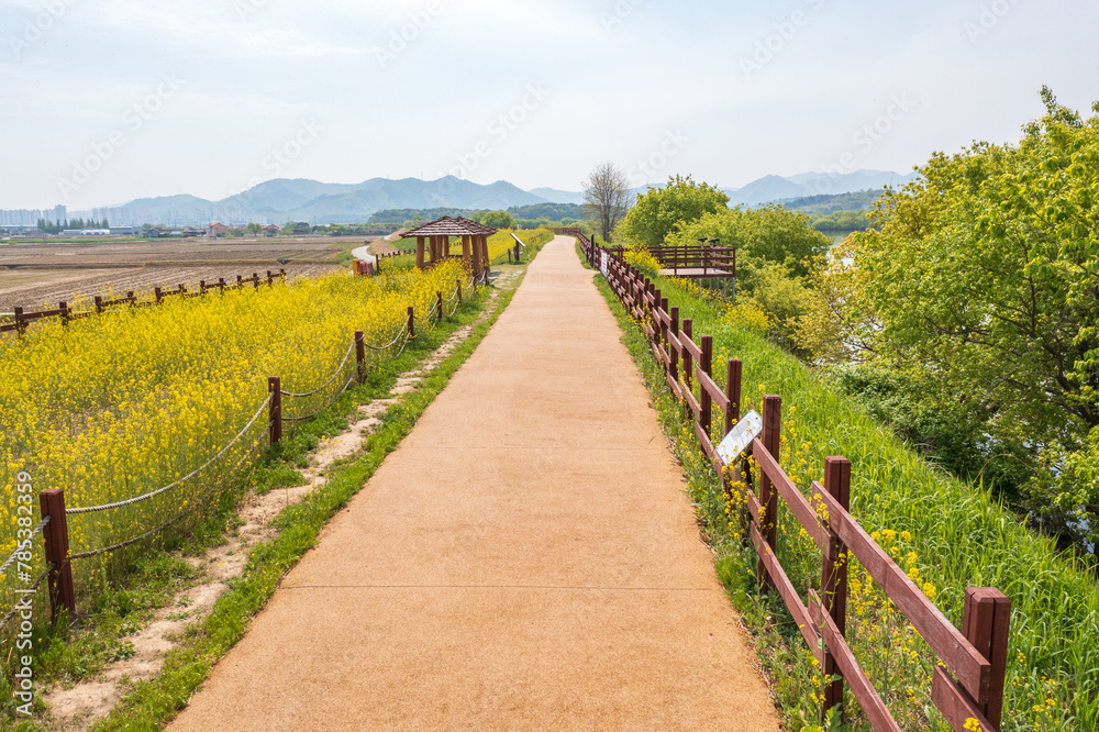 Aerial drone view. a view of canola flowers blooming along the riverfront promenade. A view of canola flowers on the bank of Junam Reservoir in Changwon, South Gyeongsang Province, South Korea Aerial drone view. a view of canola flowers blooming along the riverfront promenade. A view of canola flowers on the bank of Junam Reservoir in Changwon, South Gyeongsang Province, South Korea