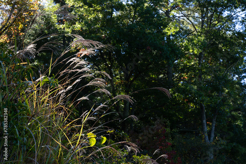Tall heads of grass seed catching early morning autumn light, dark forest beyond, creative nature copy space, horizontal aspect