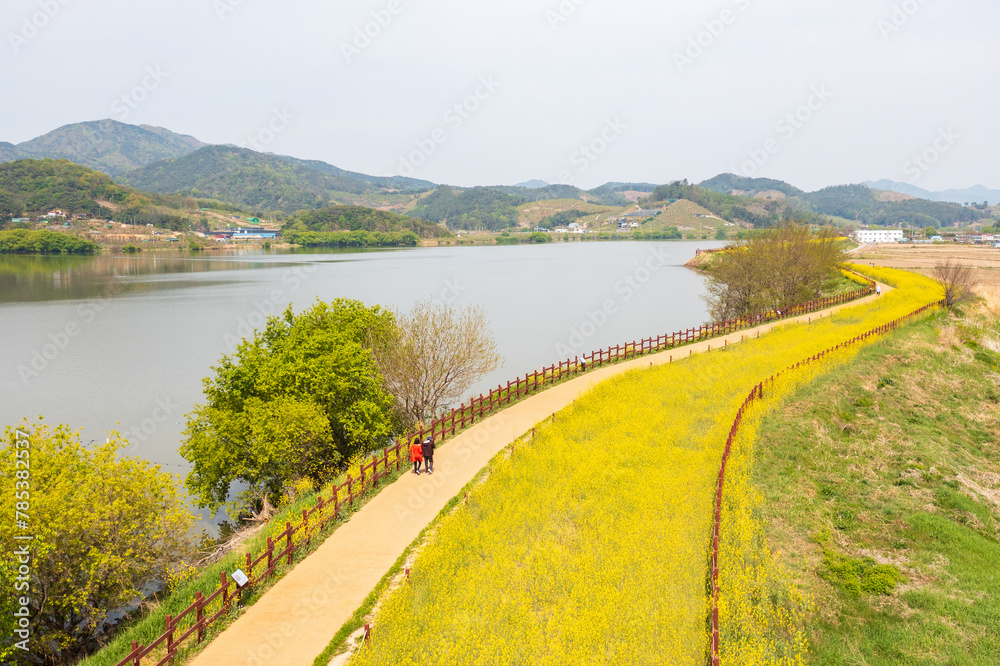 Aerial drone view. a view of canola flowers blooming along the riverfront promenade. A view of canola flowers on the bank of Junam Reservoir in Changwon, South Gyeongsang Province, South Korea