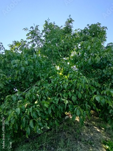Green walnut tree in the garden.