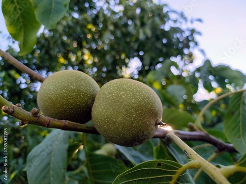 Close up view of green walnuts on tree.