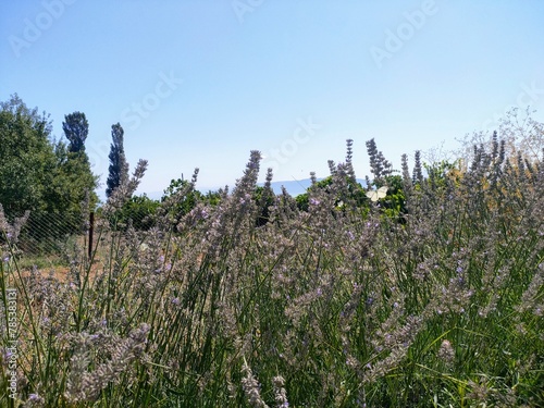 Close up view of lavender flowers and butterflies in the field.