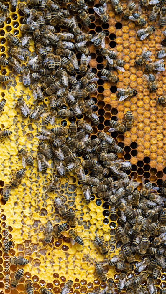 Bees on a wax comb with bee larvae and honey Bees on a wax comb with bee larvae and honey