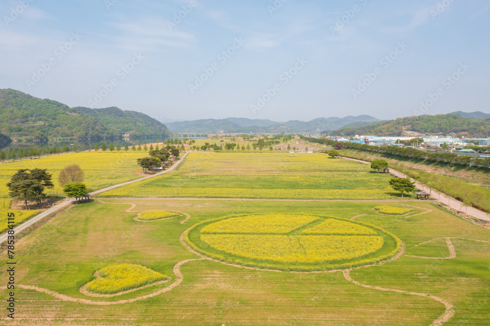 Aerial drone view. a canola-flowered river scene. A view of the canola flower festival at Namji Sports Park in Changnyeong-gun, South Gyeongsang Province, South Korea. Aerial drone view. a canola-flowered river scene. A view of the canola flower festival at Namji Sports Park in Changnyeong-gun, South Gyeongsang Province, South Korea.