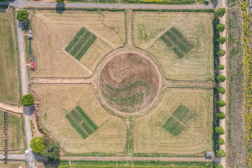 Aerial drone view. a canola-flowered river scene. A view of the canola flower festival at Namji Sports Park in Changnyeong-gun, South Gyeongsang Province, South Korea. photo