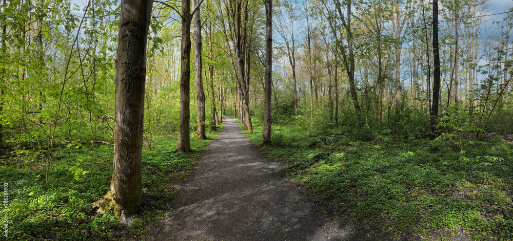 Path in Kuinderbos. Forest in the Noordoostpolder. Kuinre. Netherlands. Panorama. Path in Kuinderbos. Forest in the Noordoostpolder. Kuinre. Netherlands. Panorama.
