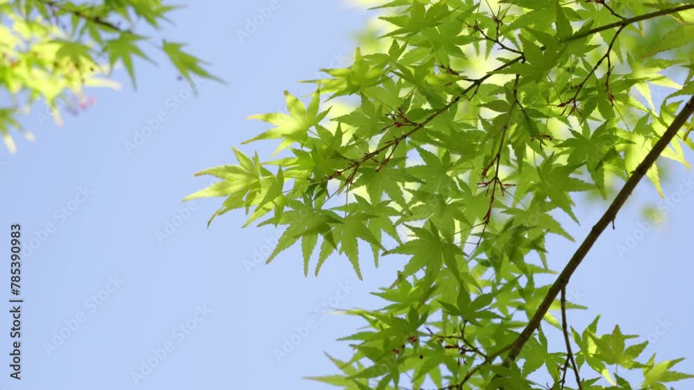 Green tree leaves in summer sunlight. Bright green maple foliage sway in blow wind in spring forest. Green tree leaves in summer sunlight. Bright green maple foliage sway in blow wind in spring forest.
