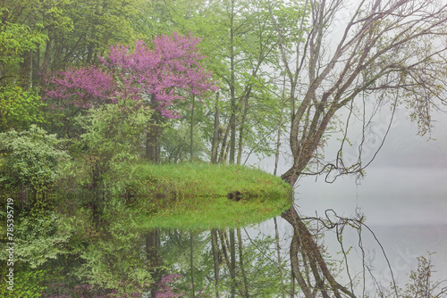 Landscape of a spring forest in fog with redbud in bloom and with mirrored reflections in calm water, Kalamazoo River, Michigan, USA 
