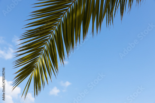  sprig of a palm tree against the sky with clouds. selective . High quality photo