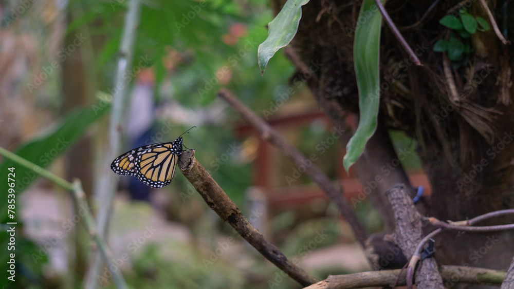 Monarch Butterfly’s Majestic Garden Rest
