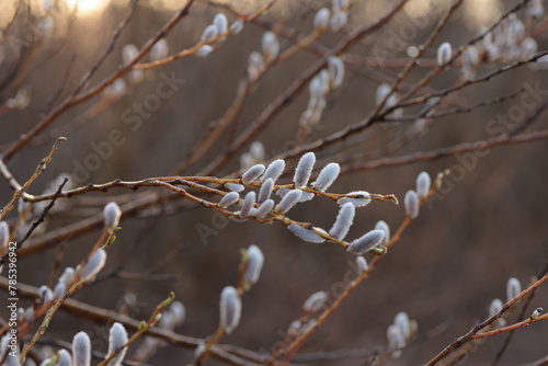 開花を待つネコヤナギのつぼみ photo