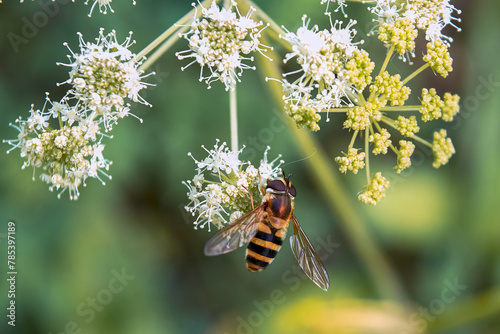 A macro shot of a female hoverfly Volucella pellucens seen nectaring on a flower in late summer. photo