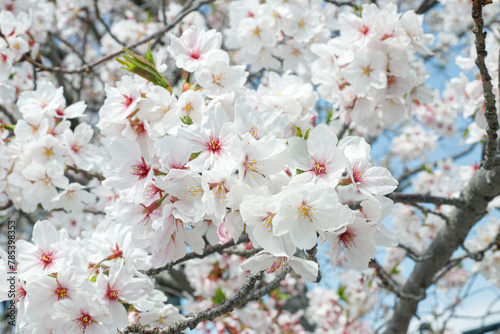 sakura