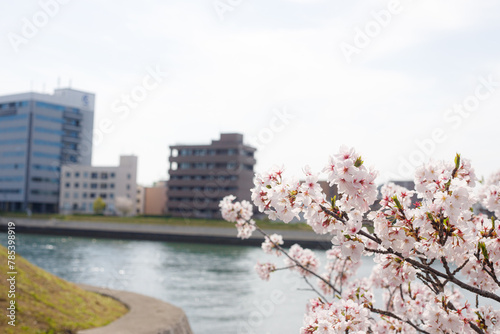 sakura