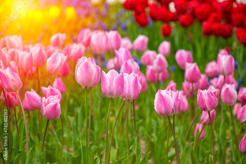 Close up shot of pink tulips in Emirgan Park. The blooming pink tulip in the spring. Pink flower tulip lit by sunlight.