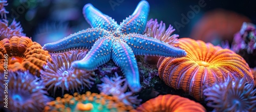 Close-up of an electric blue starfish resting on coral reef in the ocean.