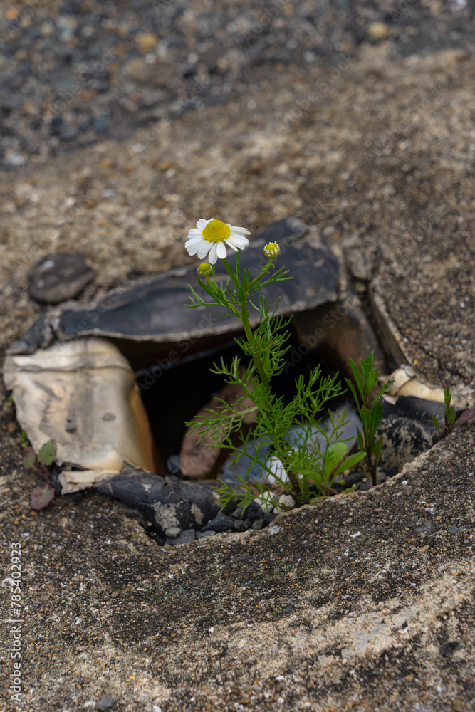 Fototapeta premium 駐車場の片隅で咲く雑草20240406