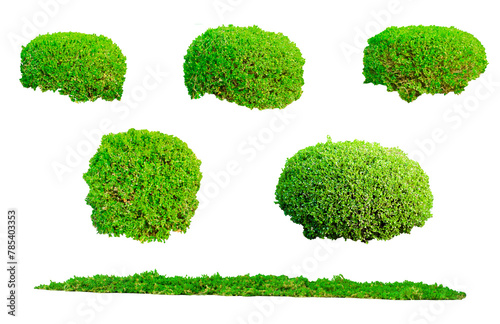 set of green bush isolated on transparent background.Shrubs isolated