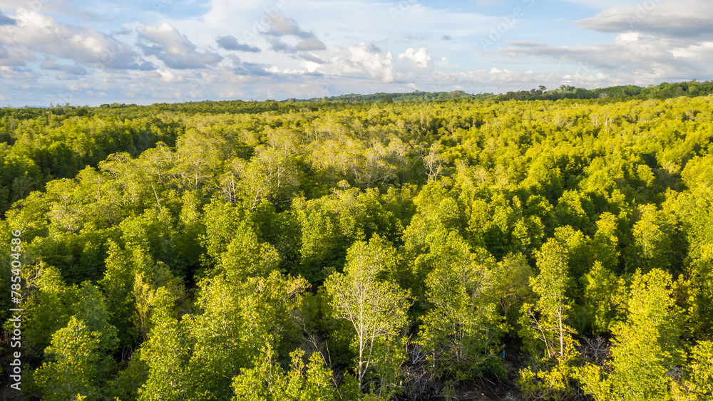 aerial view of mangrove forest at Sabah Borneo, Malaysia.