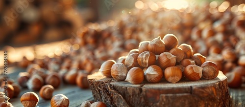 A collection of hazel nuts rest atop a sturdy wooden table, awaiting to be cracked open for consumption.