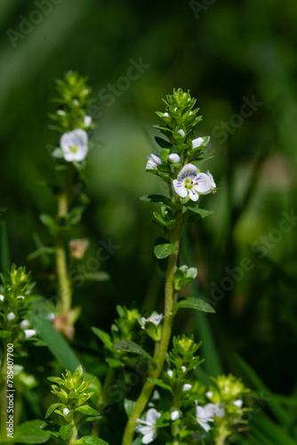 Flower of the tiny Veronica serpyllifolia, thyme-leaved speedwell, small white flowers with purple stripes on the petals photo