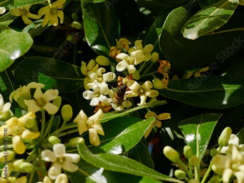 The Australian laurel, Japanese pittosporum, mock orange or Japanese cheesewood (Pittosporum tobira) in flowers, Spain photo