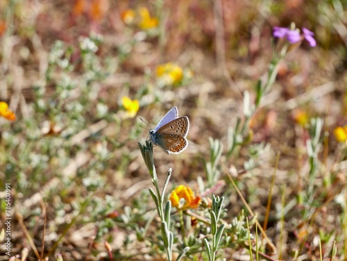 Butterfly on flowering Malcolmia littorea on a sand dune at Mediterranean cost of Spain, family Brassicaceae, provincia Valencia, Spain photo