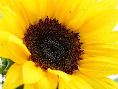 Dwarf sunflower (Helianthus annuus) close up