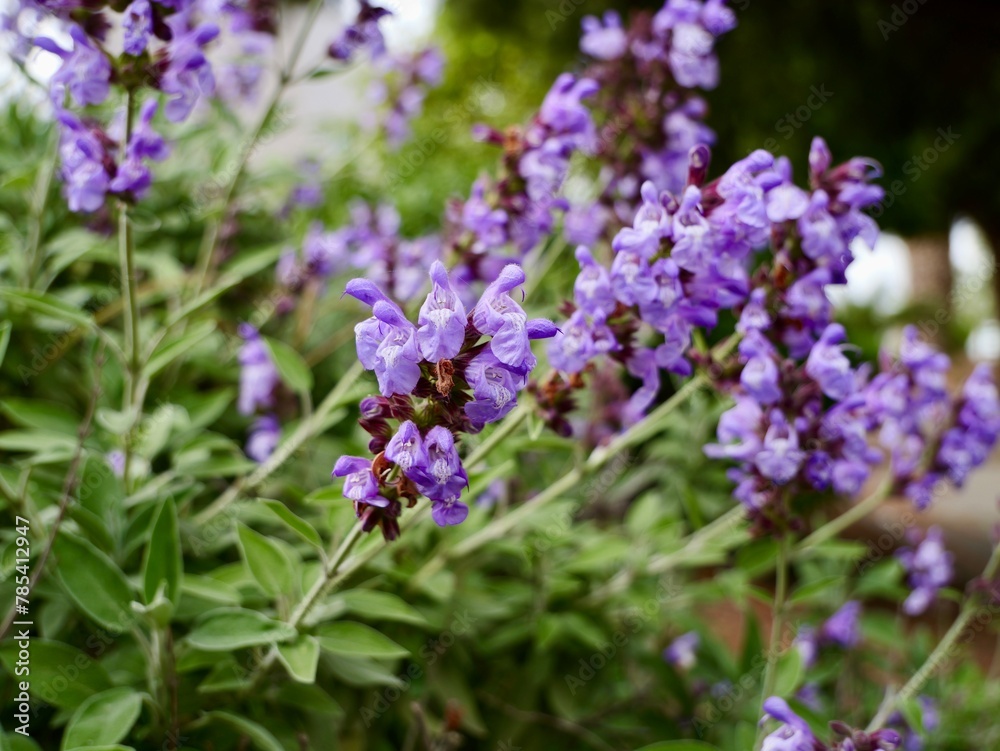 Fototapeta premium The common sage or sage flowers (Salvia officinalis), Spain