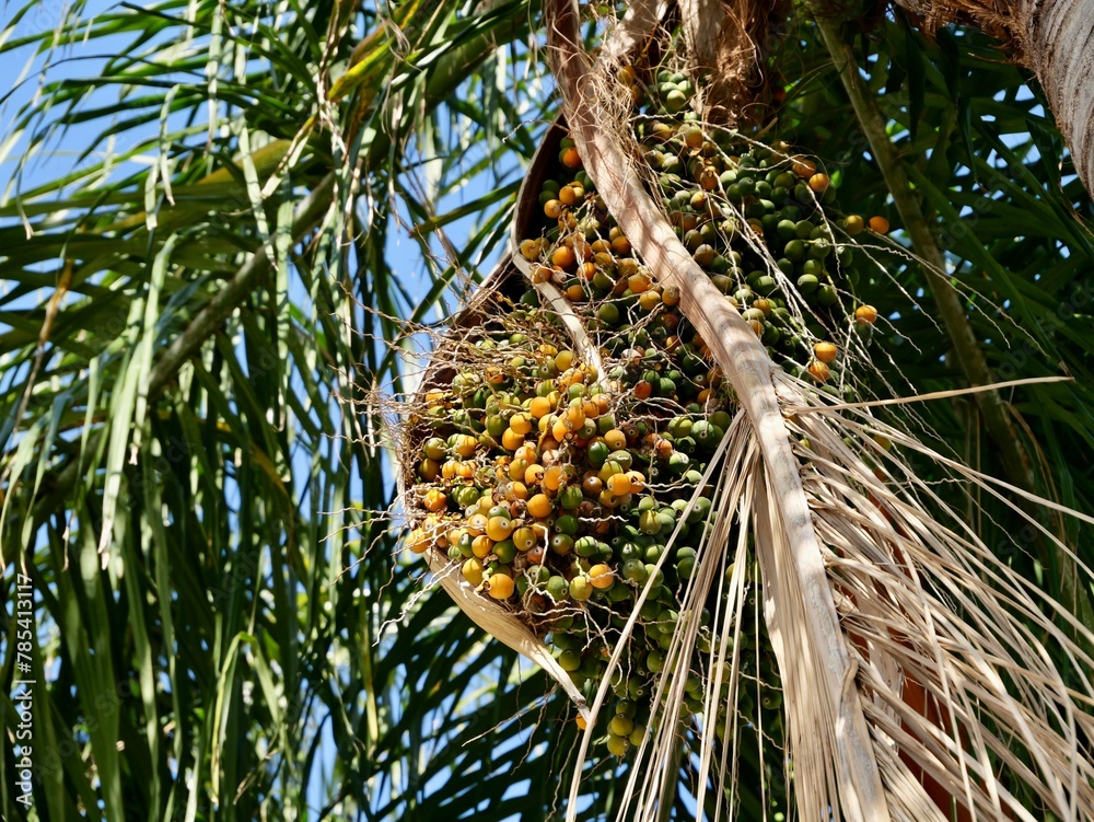 The queen palm, cocos palm or Jerivá (Syagrus romanzoffiana, formerly ...