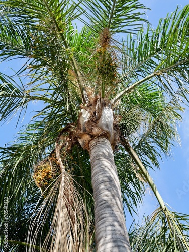 The queen palm, cocos palm or Jerivá (Syagrus romanzoffiana, formerly Cocos plumosa), Spain photo