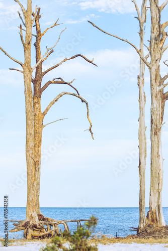 Trees at the beach with their roots exposed. © Cowen