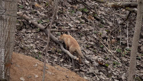 Little fox on a walk. A fox family near its hole in a city park in spring. Red Fox (Vulpes vulpes)