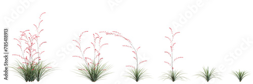 3d illustration of set Hesperaloe parviflora bush isolated on transparent background photo
