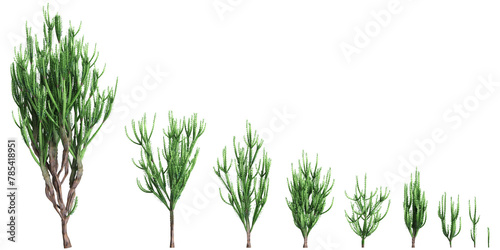 3d illustration of set Euphorbia trigona bush isolated on transparent background