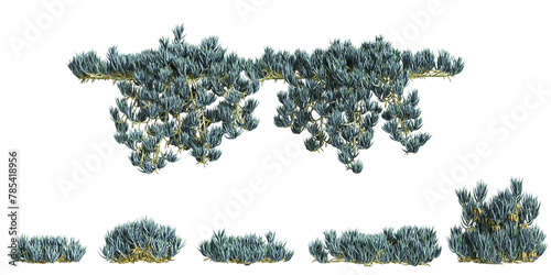 3d illustration of set Senecio mandraliscae bush isolated on transparent background photo