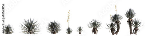 3d illustration of set Agave angustifolia tree isolated on transparent background photo