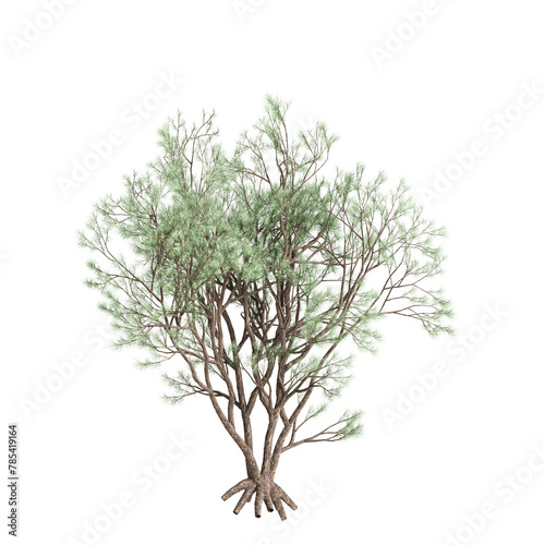 3d illustration of Psorothamnus spinosus tree isolated on transparent background